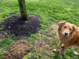 How To Get Rid Of Moles In Your Yard The Ultimate Guide To Ground Mole Removal From A Pest Control Expert In 2020 Mole Removal Yard Mole Removal Mole Repellent