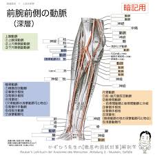 前腕前側部の動脈と筋 深層 こちらは前腕浅層の屈筋群を切断し 深層を出した図です この図では尺骨動脈の走行に注目してみます 尺骨動脈が円回内筋の下を通り抜けたあたりで 総骨間動脈を分岐します 総骨間動脈は 前骨間動脈と後骨間動脈に分かれます 前骨