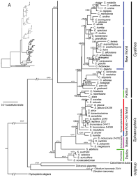 Image result for Cyathea mildbraedii