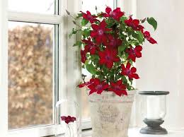Plants with dark brown to black ascochyta leaf spots develop a stem canker that leads to plant wilting and dieback. Growing Dwarf Clematis Vines Triangle Gardener Magazine