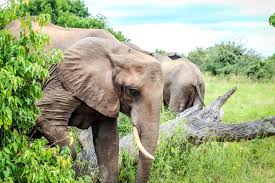 Chobe National Park Safari In Botswana Sancturary Chobe Chilwero Camp National Parks Nightlife Travel Safari