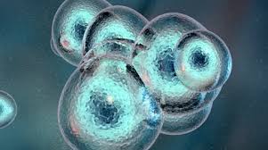 Which of the following statement is incorrect? Human Cell Division Stock Video Footage Royalty Free Human Cell Division Videos Pond5