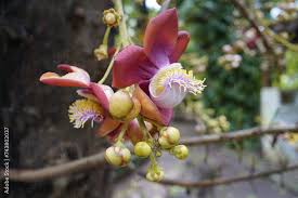 Image result for Lecythidaceae
