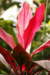 What material options are available in red plant pots? Hawaiian Ti Plant Good Luck Tree Cordyline Plant