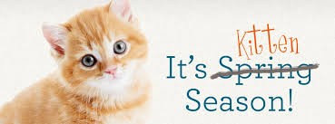 Jul 02, 2021 · pet insurance is a policy that comes with a monthly premium. What Can You Do To Help These Kittens