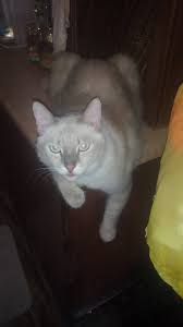 Even if you have a google account, you need t. Aksi Aksi Kucing Comel Home Facebook
