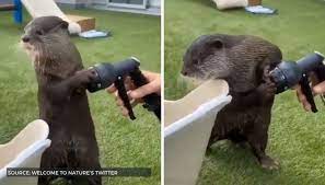 Otter bath chair starting at $ 383.90 add to cart build your own. Video Of Bathing Otter Goes Viral On Twitter Netizens Share It Across The Internet