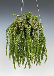 Image result for Huperzia