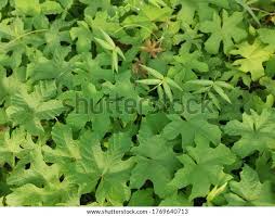 Image result for Lepistemon