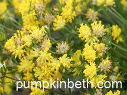 Image result for Saintpauliopsis