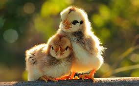 Dihalaman ini anda akan melihat gambar anak kecil adu ayam yang bagus! Induk Ayam Cerita Motivasi Iphincow Com
