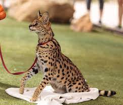 Pin On Animals Serval Cats