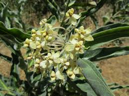 Image result for Acacia eriocarpa