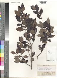 Image result for Bullockia setiflora