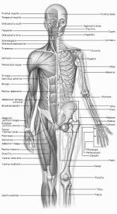 Die körpergröße des menschen ist zum teil vererbt, hängt jedoch auch von. Anatomie Des Menschen Survival Wiki
