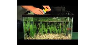 Essential Feeding Tips For Healthy Betta Fish