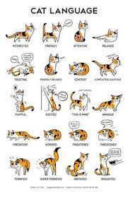Its tail is always twitching at the tip or curled around your leg. 900 Your Liked Pins Ideas Diy Stuffed Animals Cat Diy Cat Care
