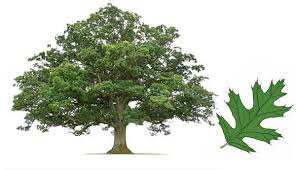 It turns out that evelyn is severely affected by the dust these trees develop under and you get a bit of an ideal of how tall the trees are. American Sycamore Tree Facts Plantingtree