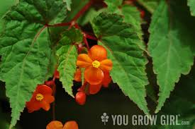 Image result for Begonia sutherlandii