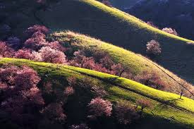 Cea mai mare floare din lume însă este doar una dintre nenumăratele şi. Top 8 Cele Mai Frumoase Paduri Din Lume Topuri Info