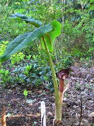 In his introduction to the topic of the week, ernie o'byrne describes it as: Aroid Araceae Arisaema Collectiion At Opdehaar Garden