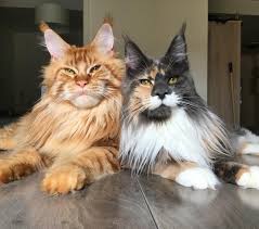 Your right, right now i have a main coon kitten and he's already really big. How Much Do Maine Coon Kittens Cost Infinity Kittens Cats For Sale