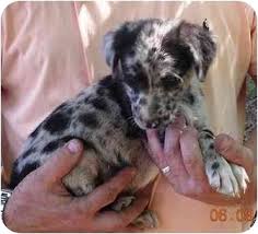 The queensland heeler, or australian cattle dog, is a herding dog that was created in australia to drive cattle over rough terrain for long distances. Charlottesville Va Australian Cattle Dog Meet Heeler Mix Pups A Pet For Adoption