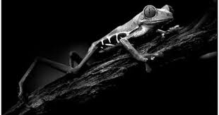 Black And White Frog Species By Huy Tran Red Eyed Tree Frog Black Photography Black And White Animal Photography