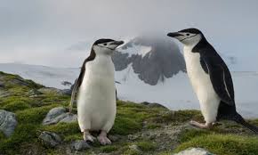 Possibly from welsh pen (head) and gwyn (white), or from latin pinguis (fat). Alarm Over Collapse Of Chinstrap Penguin Numbers Antarctica The Guardian