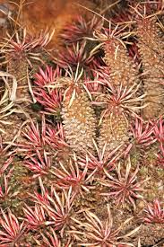 Image result for Euphorbia davyi