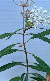 Image result for Asclepias albens