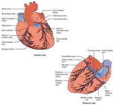 The right coronary artery (figures 2and 3) arisesfrom. Left Anterior Descending Artery Radiology Reference Article Radiopaedia Org