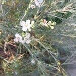 Image result for Gomphostigma