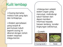 Bernafas adalah proses dimana makhluk hidup mengambil oksigen (or 2) dan menghembuskan karbon dioksida (co 2 ), untuk menjaga tubuh anda aktif. Sistem Pernafasan Haiwan