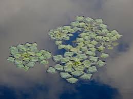 Image result for Trapa natans