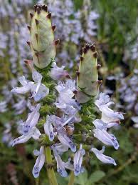 Image result for Coleus caninus