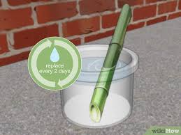 Faire des boutures de bambou. 3 Manieres De Multiplier Des Bambous Wikihow