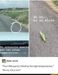 Ah No Es Un Elote Un Cotorrito Muerto Por Las Altas Temperaturas Poor Little Parrot Killed By The High Temperatures Ah No It S A Corn