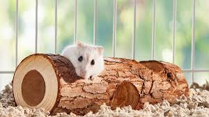Learn How To Make Hamster Toys With 3 Craft Tutorials - Cushelle