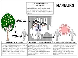 The marburg virus belongs to the same family as ebola, and previous outbreaks have erupted elsewhere across africa in angola, congo, kenya, south africa and uganda. Pdf Ebola And Marburg Virus Disease Epidemics Preparedness Alert Control And Evaluation Semantic Scholar