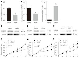 Insulin Like Growth Factor 2 Mrna Binding Protein 1 Promotes