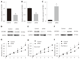 insulin like growth factor 2 mrna binding protein 1 promotes