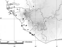 Image result for Viridivia suberosa