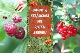 Hange bepflanzen mit bodendeckern die schonsten im uberblick. Baum Und Strauch Mit Roten Beeren 16 Arten Gartenlexikon De