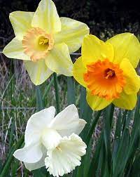 Daffodil Looking Flower Best Flower Wallpaper
