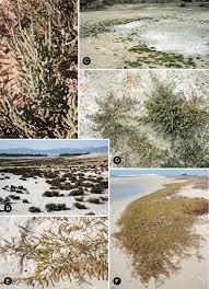 Image result for Sarcocornia natalensis