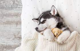 My Puppy Husky Hd Wallpapers New Tab Mystart