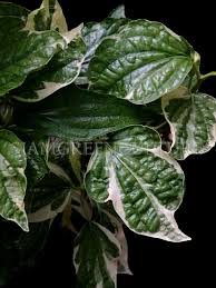 Image result for Piperaceae