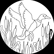 Flying Duck Pictures Page Coloring Pages Animal Coloring Pages Duck Drawing