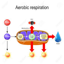 Plant cellular respiration process diagram. Aerobic Respiration Cellular Respiration Pyruvate Enter The Mitochondria In Order To Be Oxidized By The Krebs